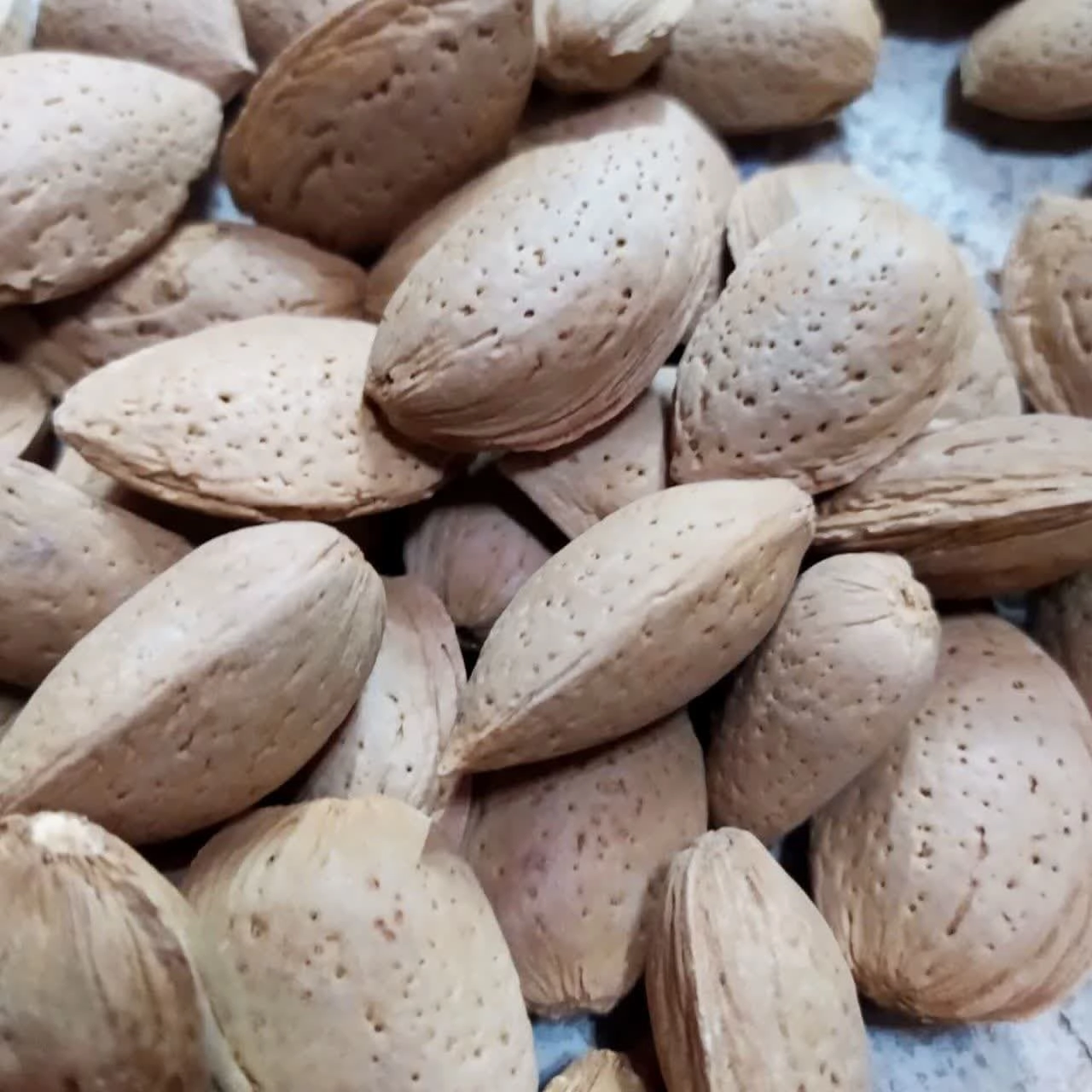بادام درختی