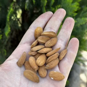 مغز بادام برشته VIP (صادراتی)